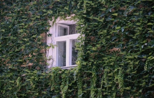 Welke planten mogen niet in de tuin worden geplant?