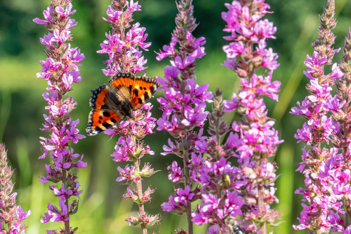 Welke planten mogen niet in de tuin worden geplant?
