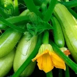 je-courgetteoogst-zal-5-keer-rijker-zijn-dit-is-wat.webp.webp