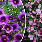 Bloeien tot de vorst: 5 onderhoudsarme balkonplanten voor je balkon