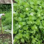 "Grootvaders methode om mochitsa tussen bedden te bestrijden: er blijft