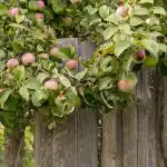 Hoe de appeloogst te vergroten: tuiniers noemden 8 planten die