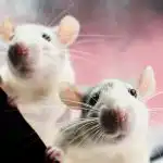 Ratten zijn bang voor één product: een gemakkelijke manier om